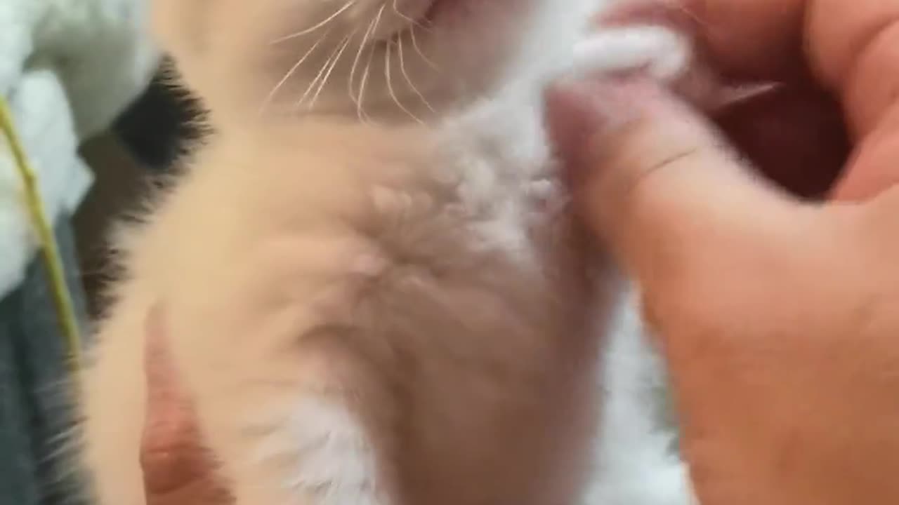 Funny cat
