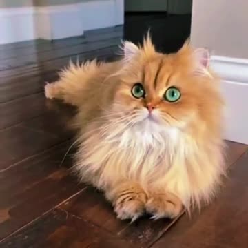 #funny #persian #cat 🐈🐈 پرشین_ کت# #shorts