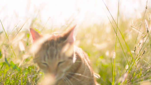 Cat in the grass in the sun By