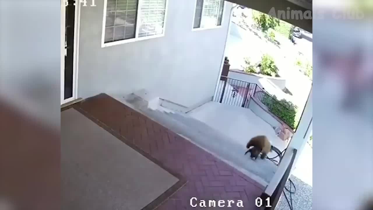 Funniest Animals Video - Best Cats😹 and Dogs🐶 Videos 2022 Compilation!
