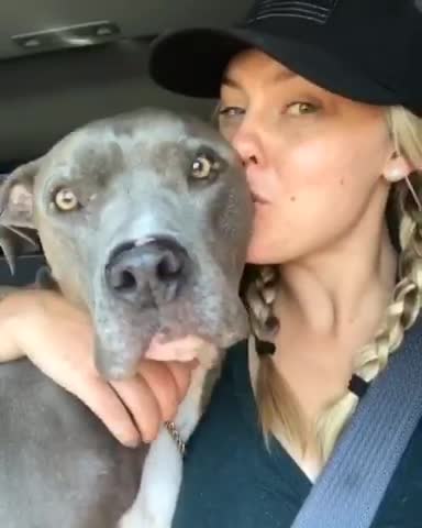 Pitbull loves kisses in the car