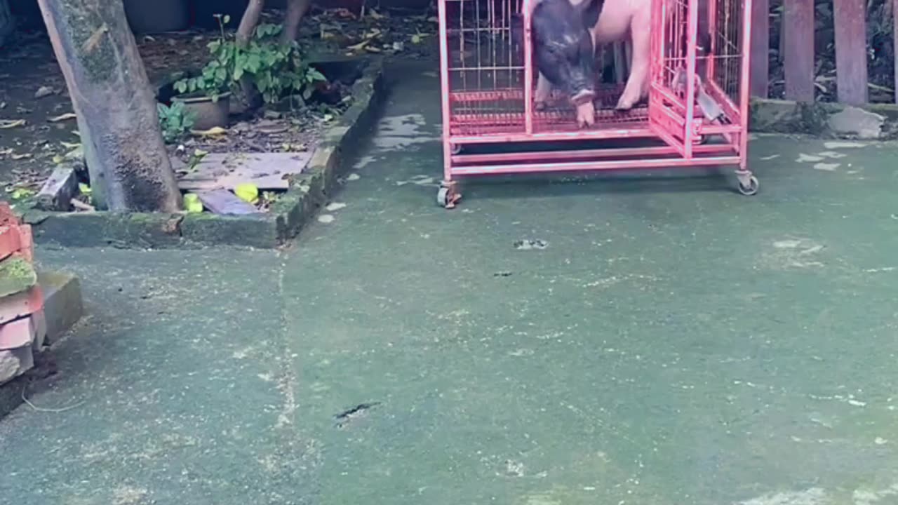 Pig eating food