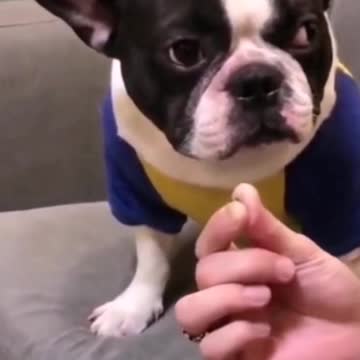 Super funny video cat and dogs