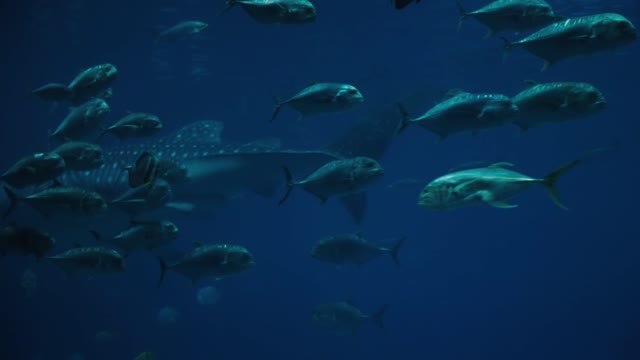 A whale swims in ocean