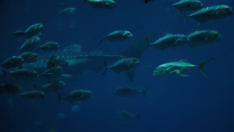 A whale swims in ocean