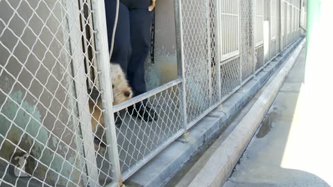 Homeless Dog Gets Makeover That Saves His Life!