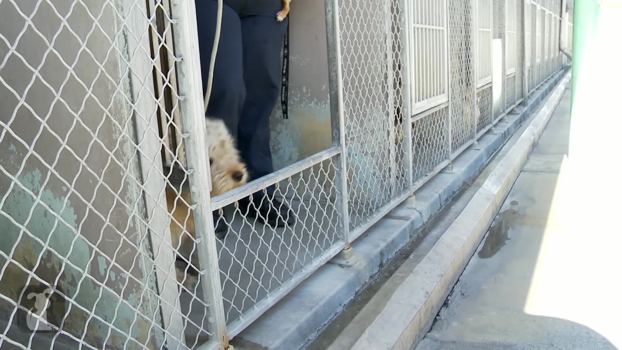 Homeless Dog Gets Makeover That Saves His Life!