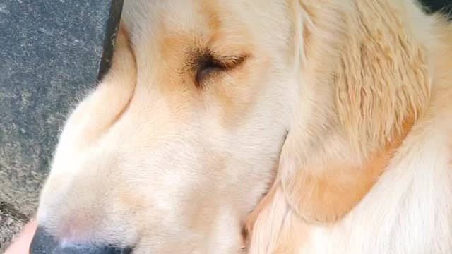 Cute retriever sleeping with his face pressed down