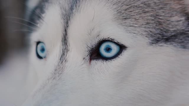 close-up-video-of-a-siberian-husky-looking-around