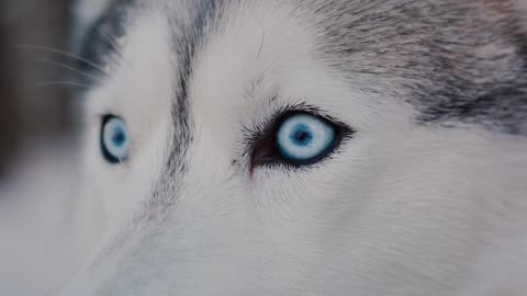 close-up-video-of-a-siberian-husky-looking-around