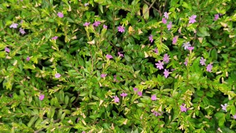 Lots of flowers waiting to open