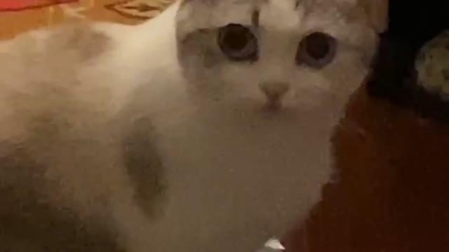 My super cute cat