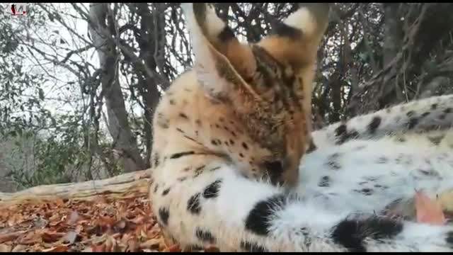 $100,000 DOLLAR CAT???? The Most Expensive Cats On The Planet.