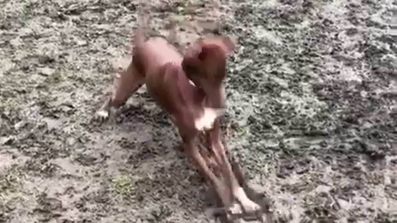 Funny Animals