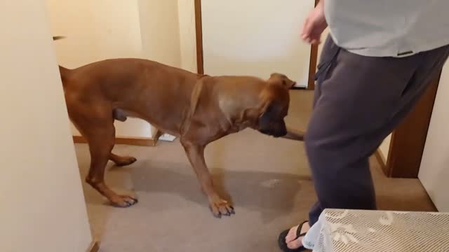 Dog Soccer With Medicine Ball