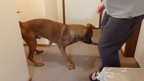 Dog Soccer With Medicine Ball