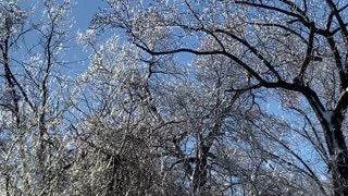 Baby crows flock to ice-covered trees