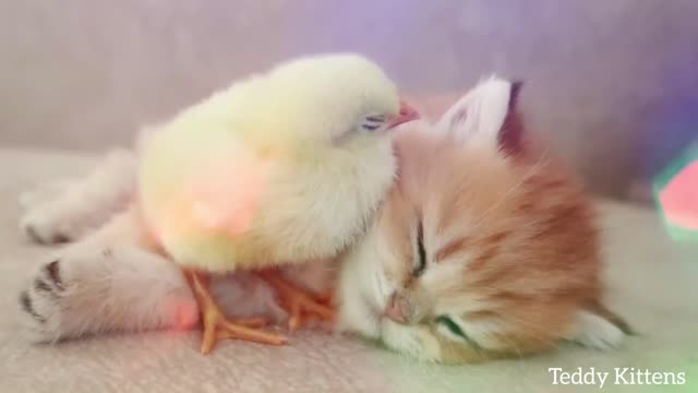 Kitten/Cat Sleeping with Comfortably with the Chicken !! And group of Hens taking with Nature