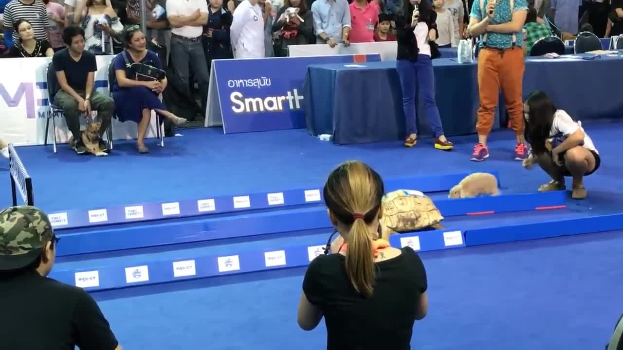 Tortoise🐢 vs Hare🐇-Who Wins?