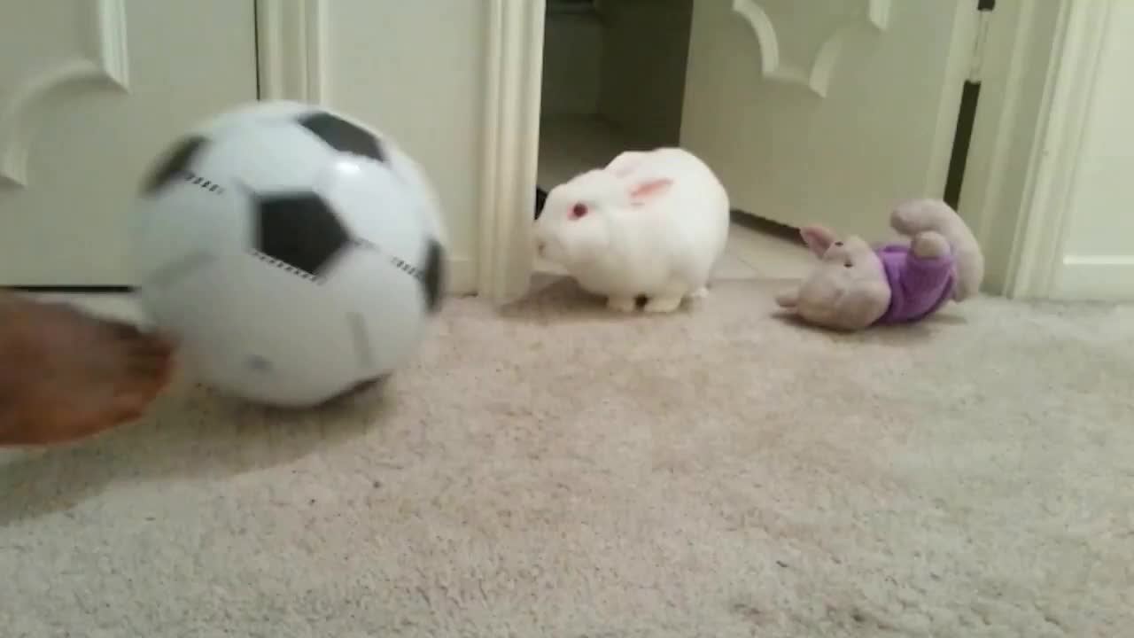 Rabbit goal keeper defending the ball with his life