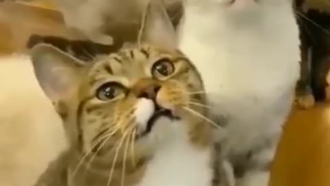 Meowing Cat