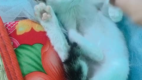 Hello everyone today, my lovely cat is very happy to play