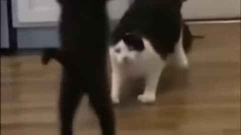 Cats Wwe Wrestlemeownia...🤣🥵♥️