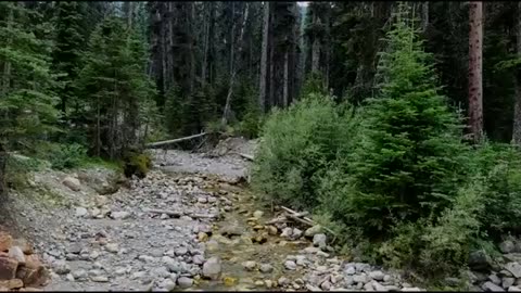 MILITARY MAN SHARES HIS EXPERIENCE WITH BIGFOOT AT FORT LEWIS