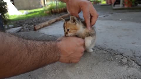 Calm a kitten down