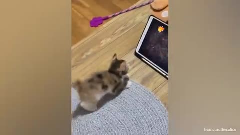 Monkeys Reacting to Magic For The First Time! New Funniest Animals