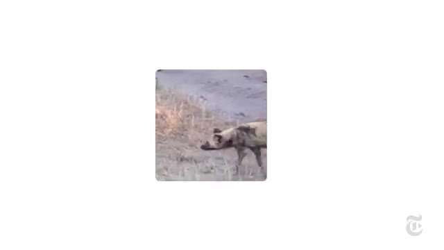 Wild Dogs Sneeze to Hunt - ScienceTake_Cut.mp4