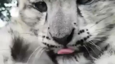 Charming snow leopard 🐆