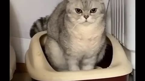 "Cat Personalities: Funny, Curious, and Full of Love"