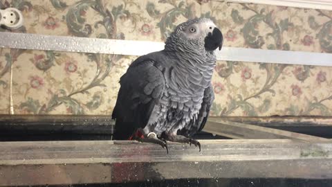 Parrot Bathes in Fish Tank