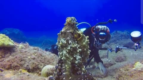 Octopus Fishes Animals