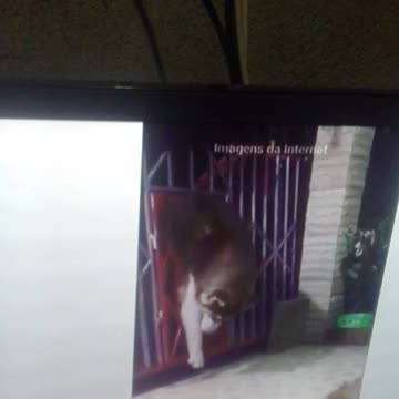 o cachorro fugindo e fanáticos por futebol