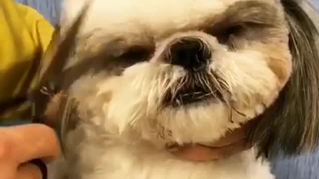 Music white dog is scared of grooming cutting hair