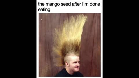 Funny Mango Meme's