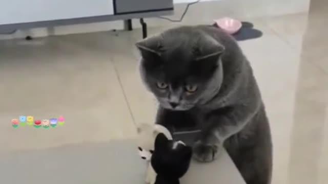 Obsessive Compulsive cat