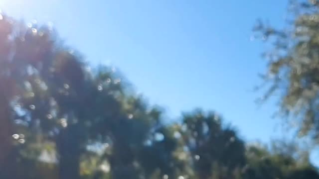 Monarch SlowMo