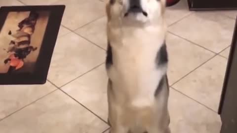 adorable dog