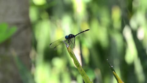 A dragonfly