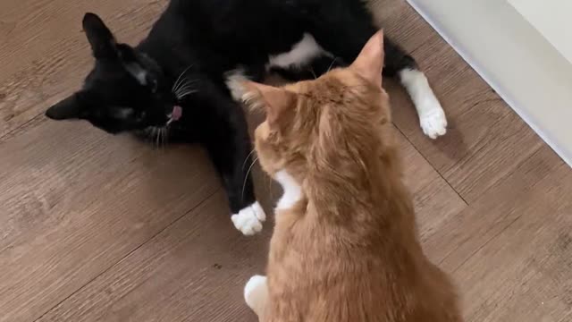 Fighting cats in house