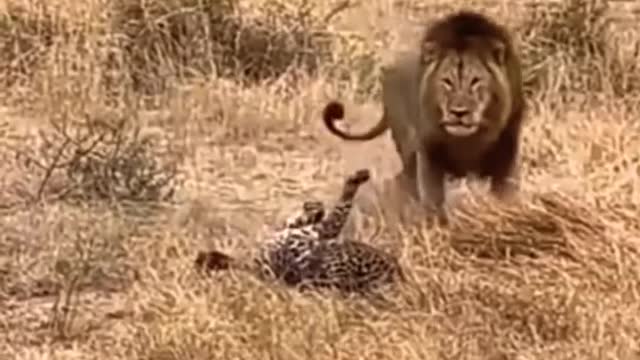 Leopard surrounded by a Pride of lions 😓