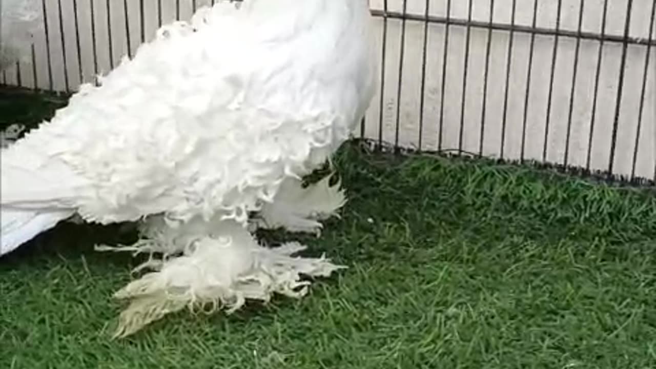 Beautiful pigeon breeder pair best flying