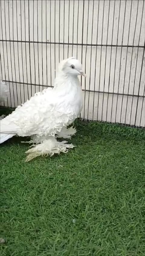 Beautiful pigeon breeder pair best flying