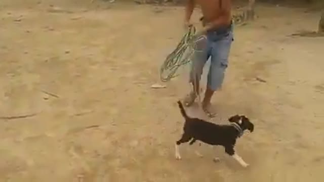 The funniest videos on the internet