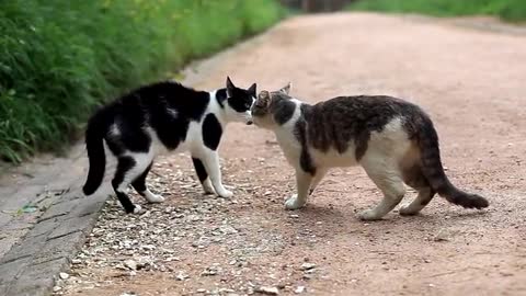 Cat quarrel