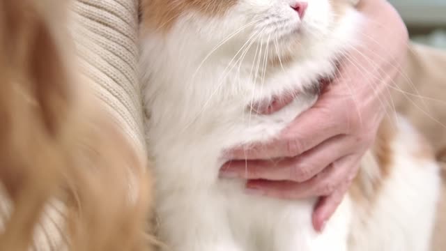 A Woman With Her Cat On The Bed.