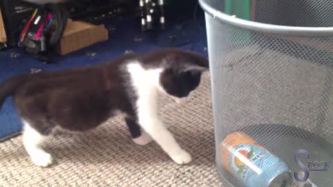 the wildest cats